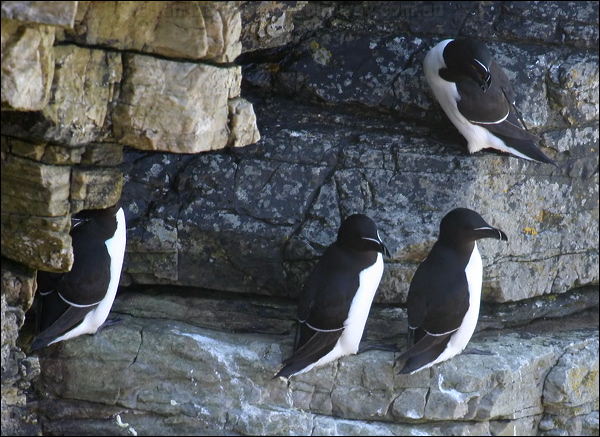 Razorbill razorbill_51881.psd