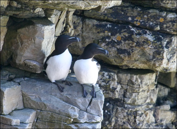 Razorbill razorbill_51923.psd