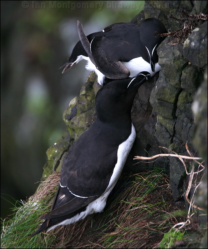 Razorbill razorbill_52219.psd