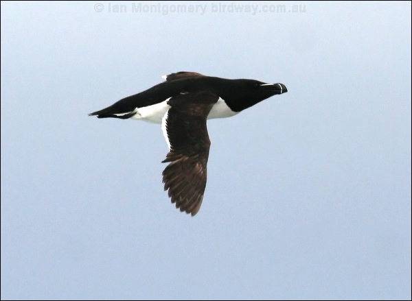 Razorbill razorbill_52294.psd