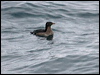 rhinoceros_auklet_107081