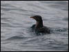rhinoceros_auklet_107092