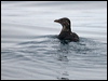 Click here to enter gallery and see photos of Rhinoceros Auklet