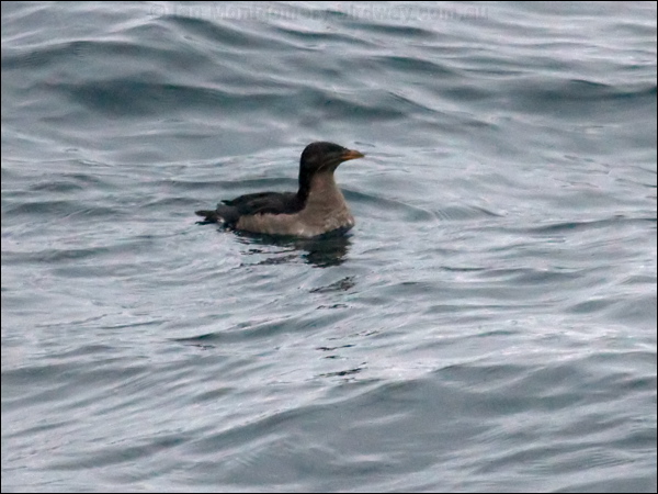 Rhinoceros Auklet rhinoceros_auklet_107081.psd