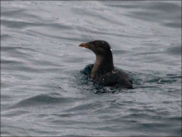 Rhinoceros Auklet rhinoceros_auklet_107092.psd