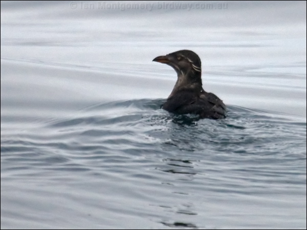 Rhinoceros Auklet rhinoceros_auklet_107499.psd