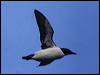 thick_billed_murre_68208