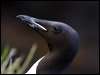thick_billed_murre_69379