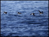 thick_billed_murre_69634