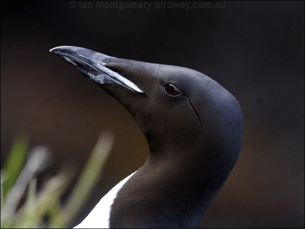 Thick-billed Murre thick_billed_murre_69379.jpg