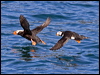 puffins_c67691