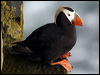 tufted_puffin_68483
