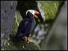 tufted_puffin_68898