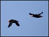 tufted_puffin_69532