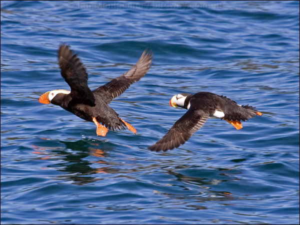 Tufted Puffin puffins_C67691.psd