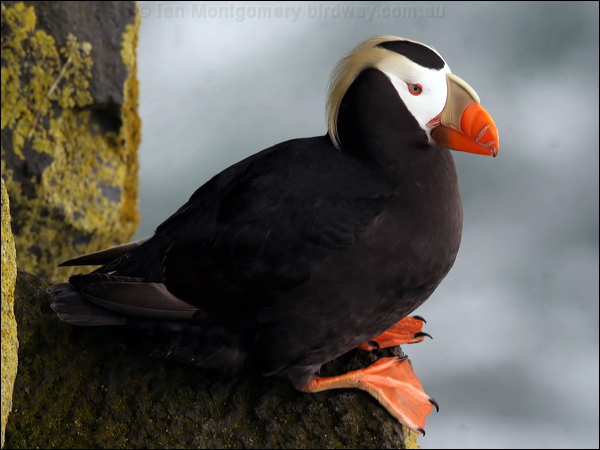 Tufted Puffin tufted_puffin_68483.jpg