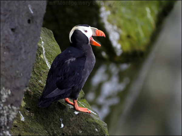 Tufted Puffin tufted_puffin_68898.jpg