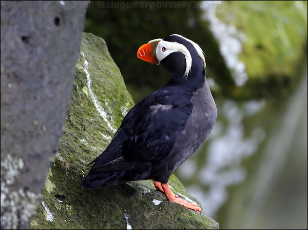 Tufted Puffin tufted_puffin_68918.jpg