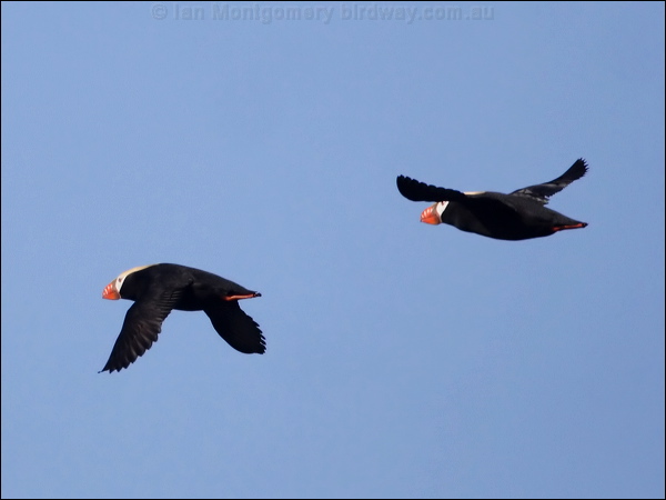 Tufted Puffin tufted_puffin_69532.jpg