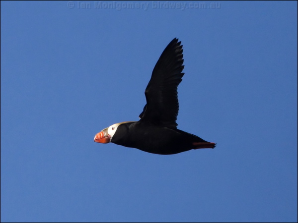 Tufted Puffin tufted_puffin_69578.jpg