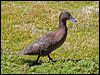 auckland_teal_124596