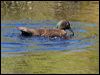 auckland_teal_124613