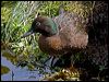 auckland_teal_124740
