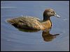 auckland_teal_124744