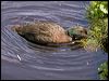 auckland_teal_124754