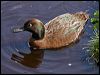 auckland_teal_124760