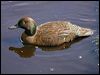 auckland_teal_124762