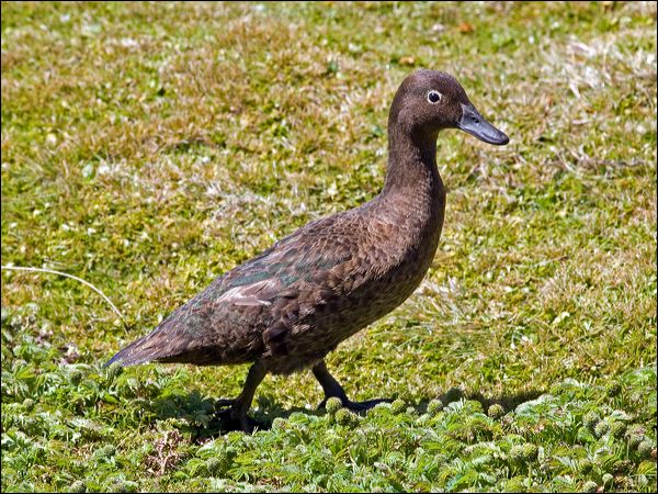 Auckland Teal auckland_teal_124596.psd
