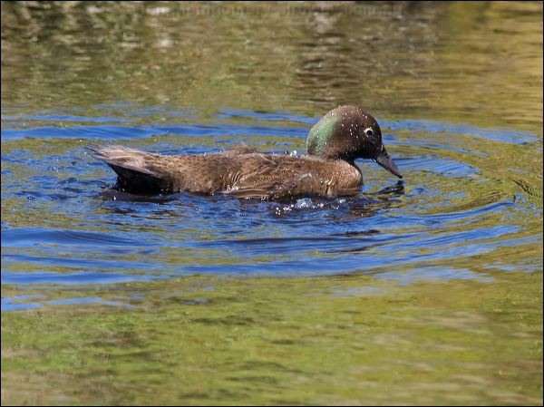 Auckland Teal auckland_teal_124613.psd