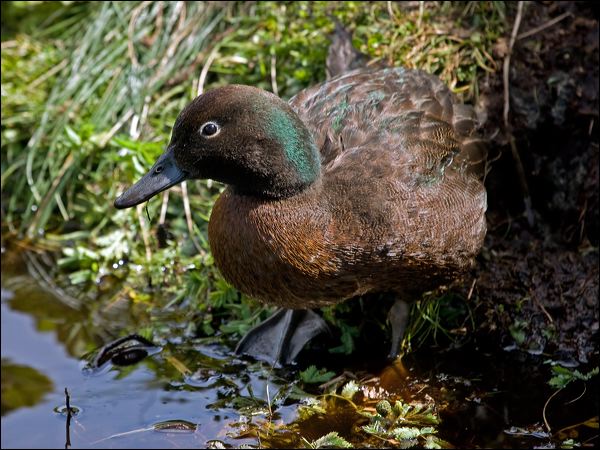 Auckland Teal auckland_teal_124740.psd