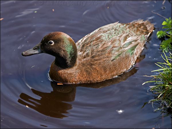 Auckland Teal auckland_teal_124760.psd