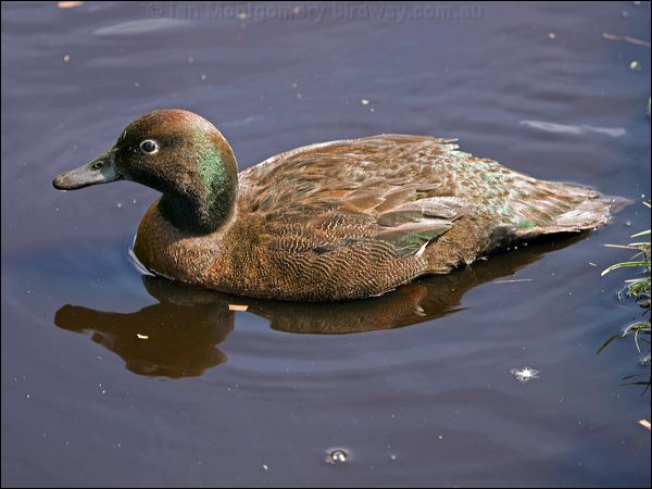 Auckland Teal auckland_teal_124762.psd