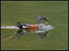 Click here to enter gallery and see photos of Australasian Shoveler