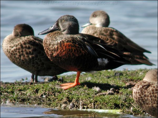 Australasian Shoveler austr_shoveler_01757.psd