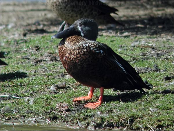 Australasian Shoveler austr_shoveler_01760.psd