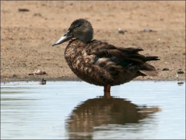 Australasian Shoveler austr_shoveler_62935.psd