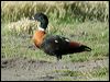 australian_shelduck_08018