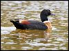 Click here to enter gallery and see photos of Australian Shelduck