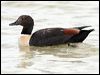 australian_shelduck_40960