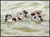 australian_shelduck_40983