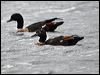 australian_shelduck_86407