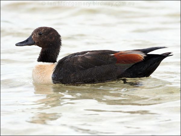 Australian Shelduck australian_shelduck_40960.jpg