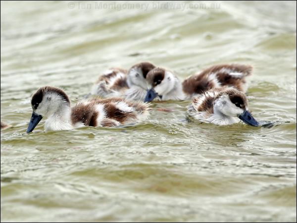Australian Shelduck australian_shelduck_40983.jpg