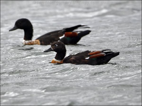 Australian Shelduck australian_shelduck_86407.psd