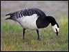 barnacle_goose_143998