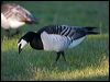 barnacle_goose_143999